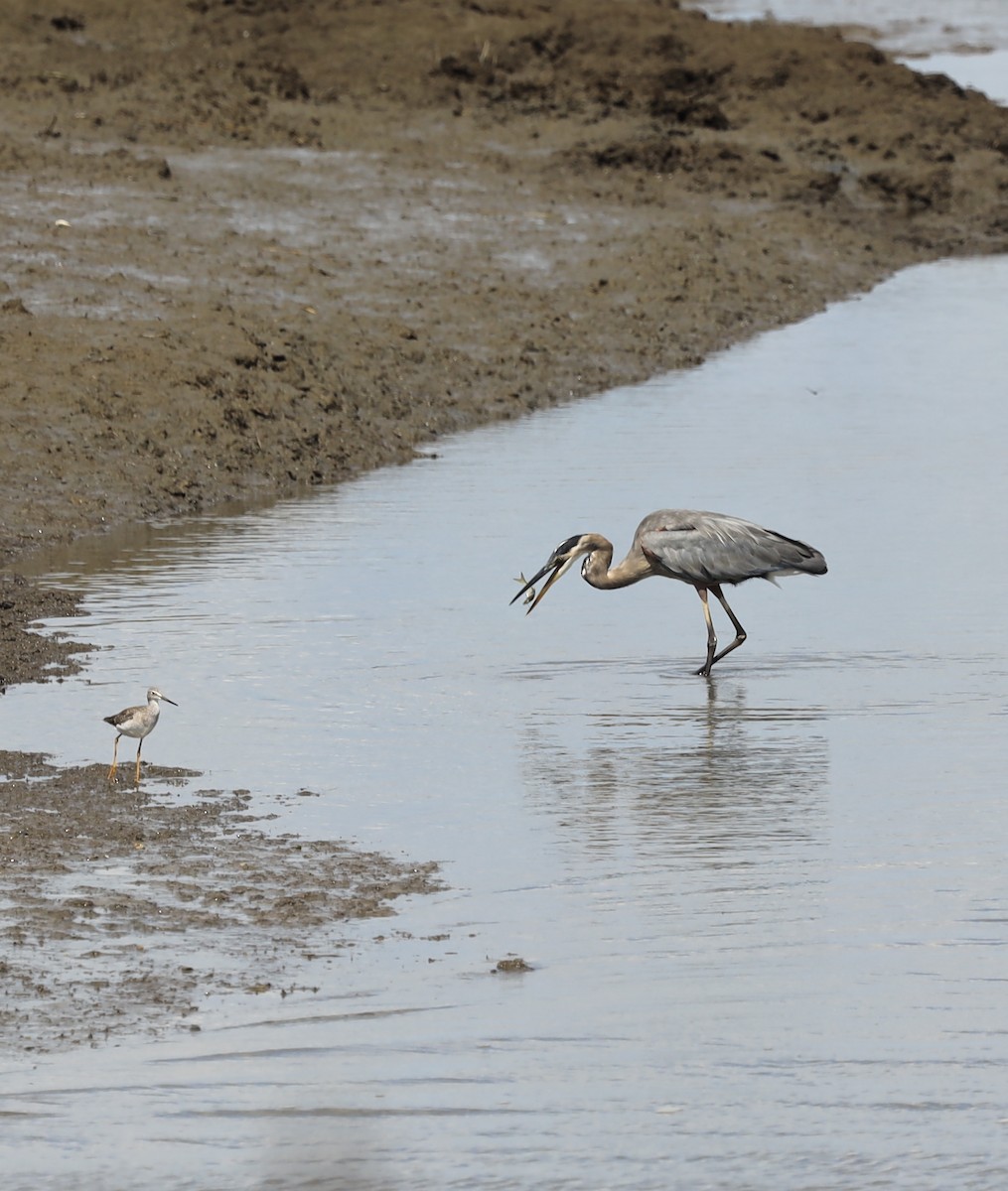 Great Blue Heron - ML259222811