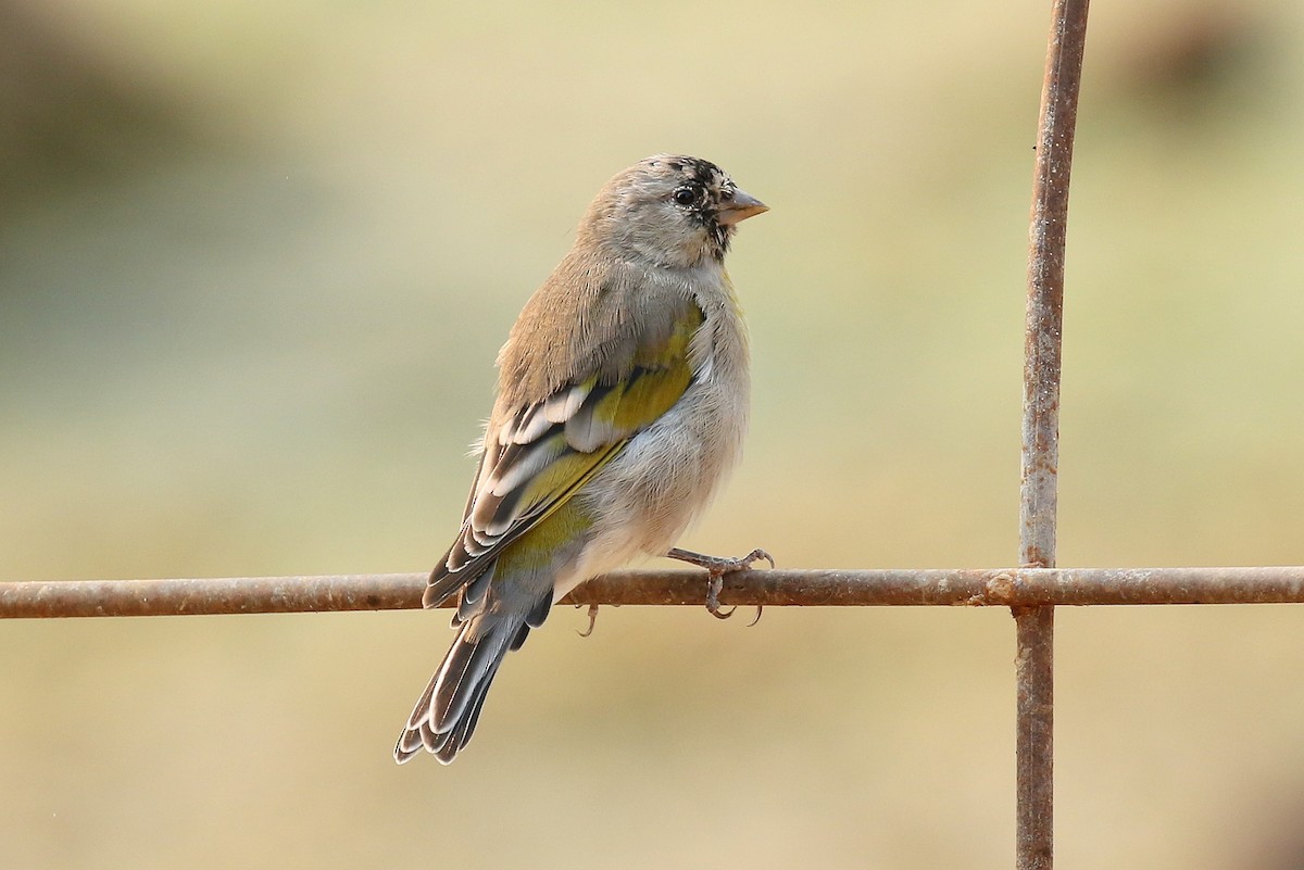 Lawrence's Goldfinch - ML259223171