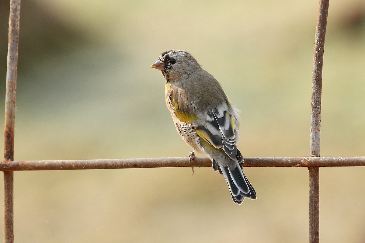 Lawrence's Goldfinch - ML259223211