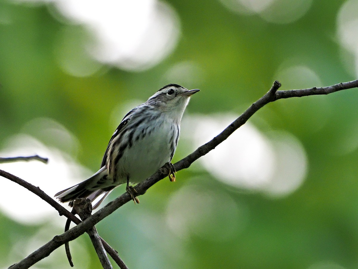 Black-and-white Warbler - Gary Mueller