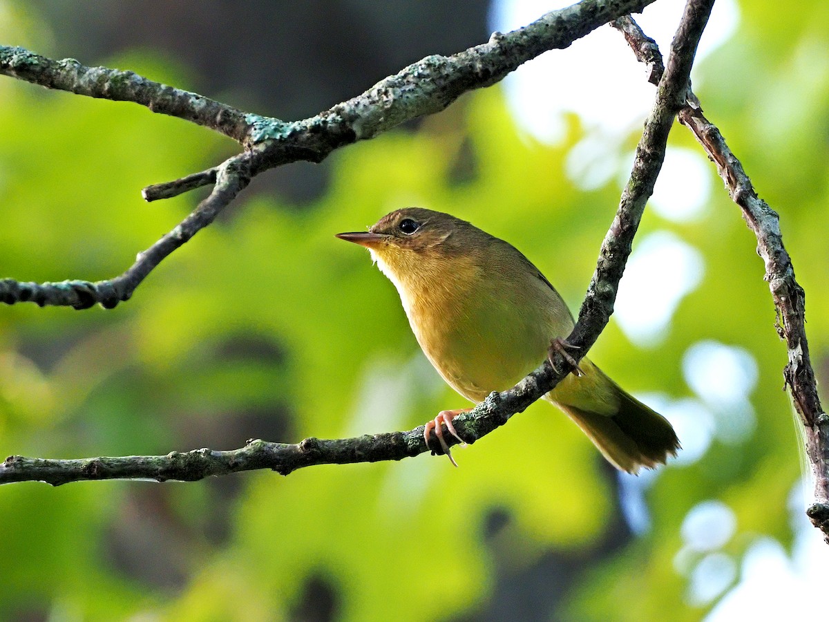 Common Yellowthroat - ML259225671