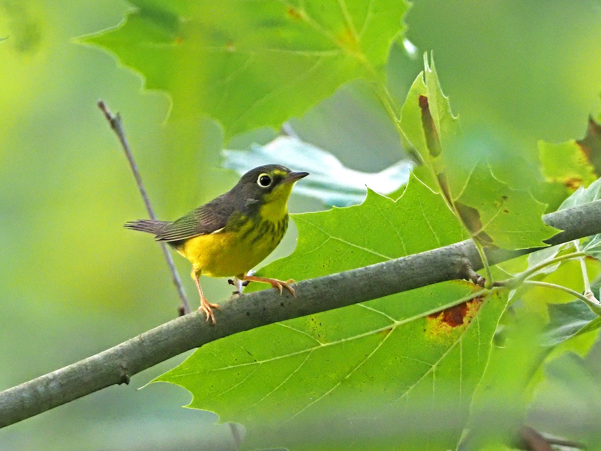 Canada Warbler - ML259225691