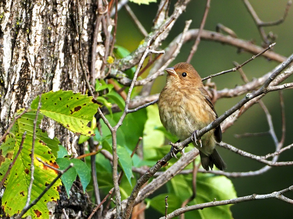 Indigo Bunting - ML259225871