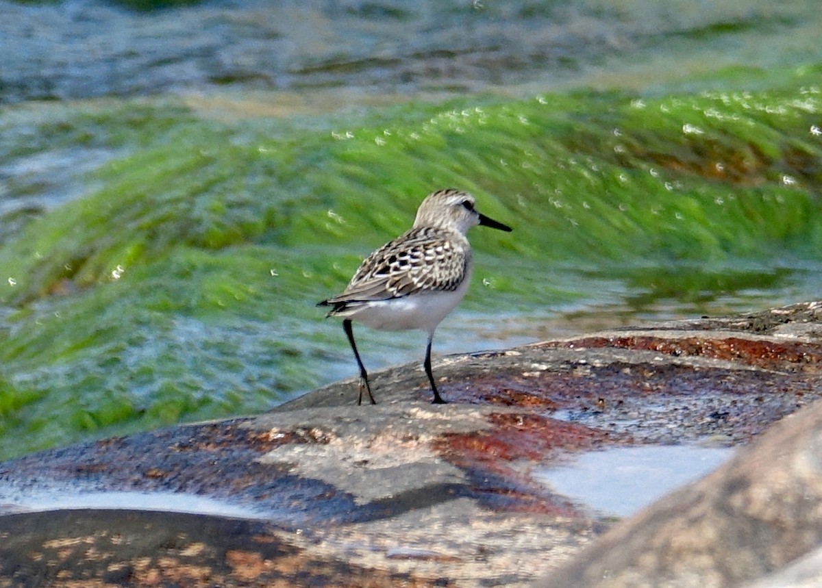 Sanderling - Thomas Jackman