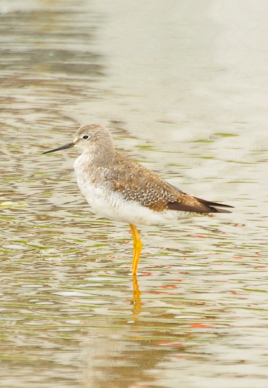 Lesser Yellowlegs - Luciana Chiyo