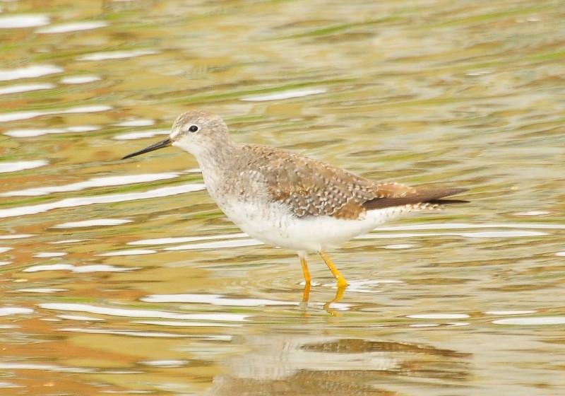 Lesser Yellowlegs - Luciana Chiyo