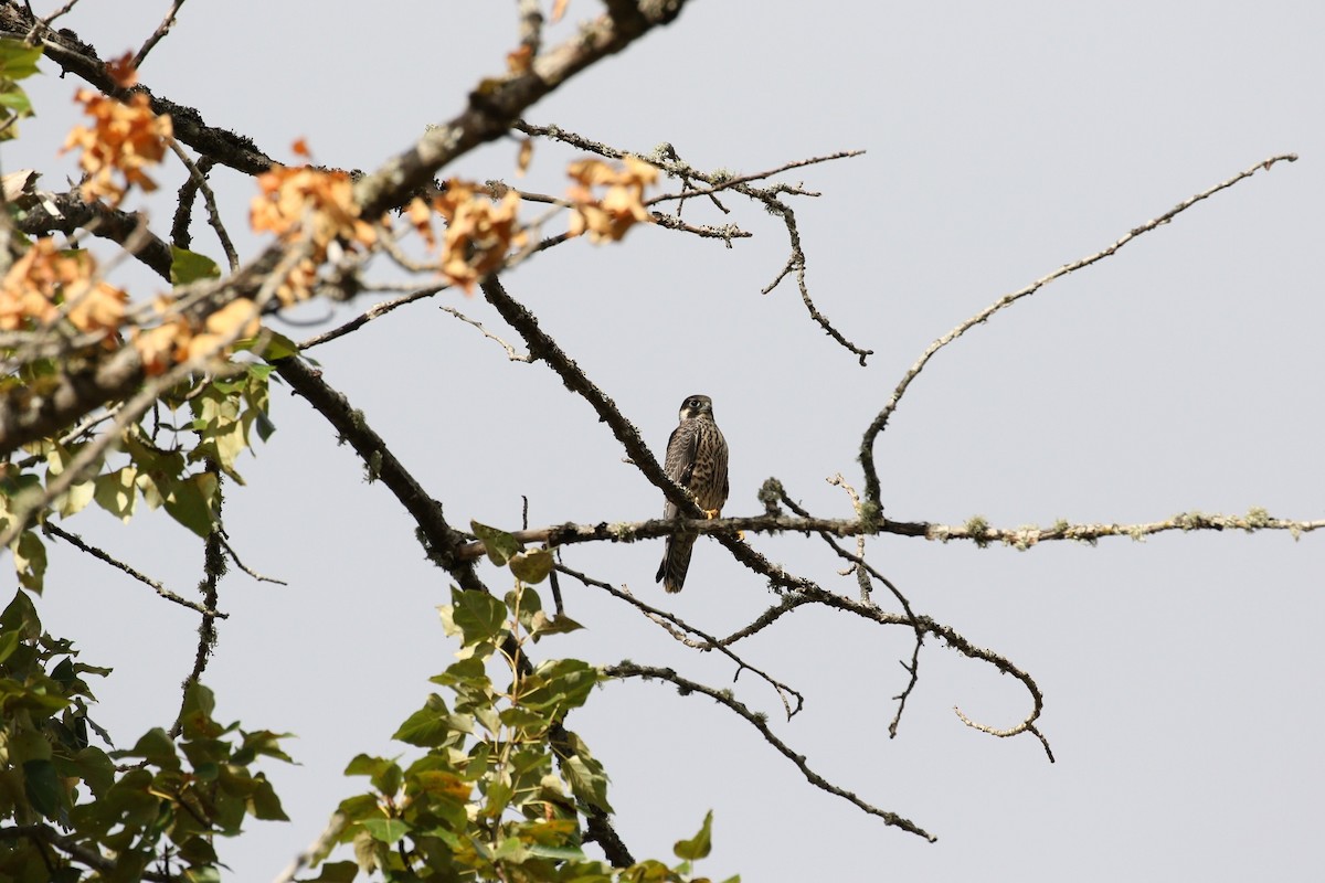 Peregrine Falcon - ML259227131