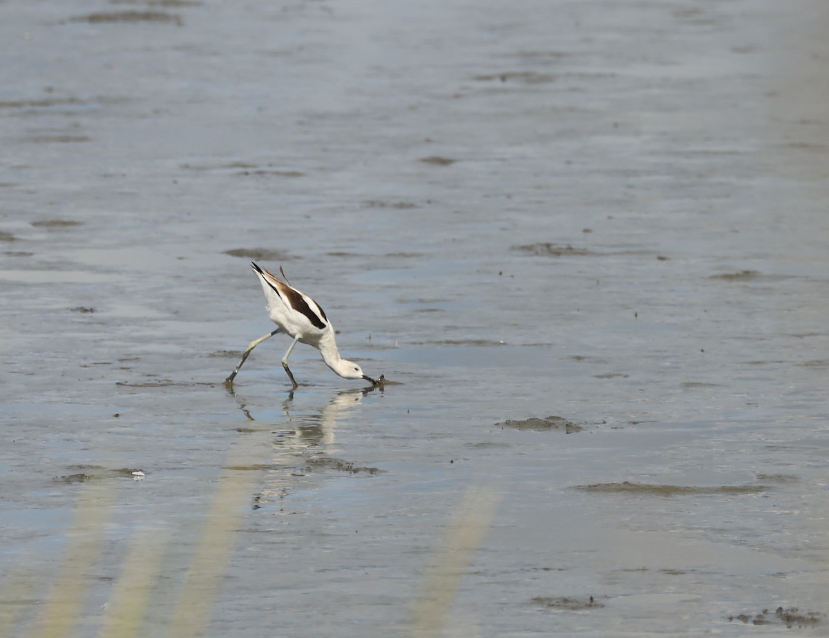 American Avocet - ML259227821