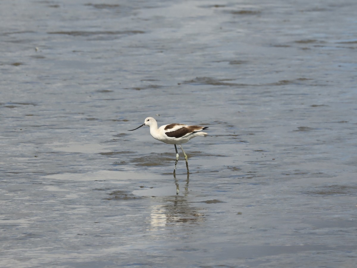 American Avocet - ML259227881