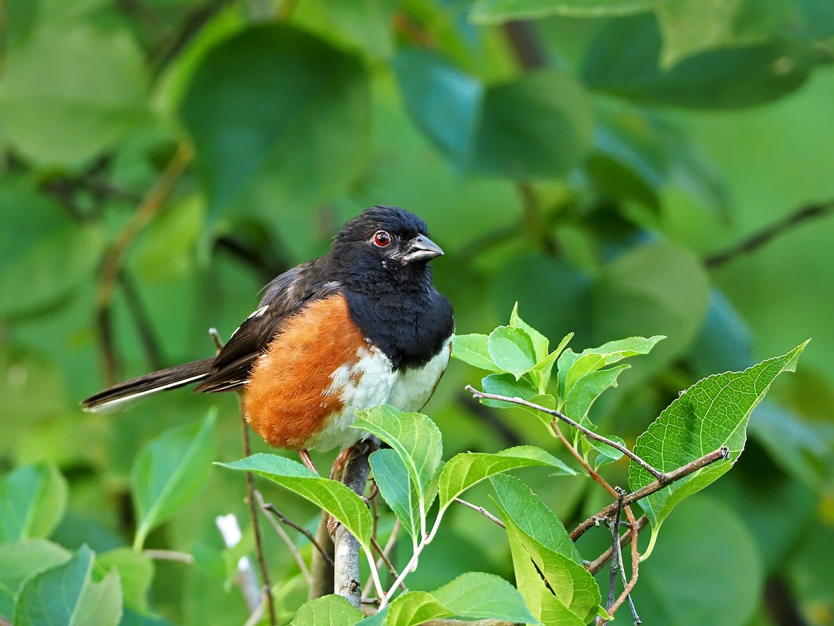 Eastern Towhee - Gary Mueller