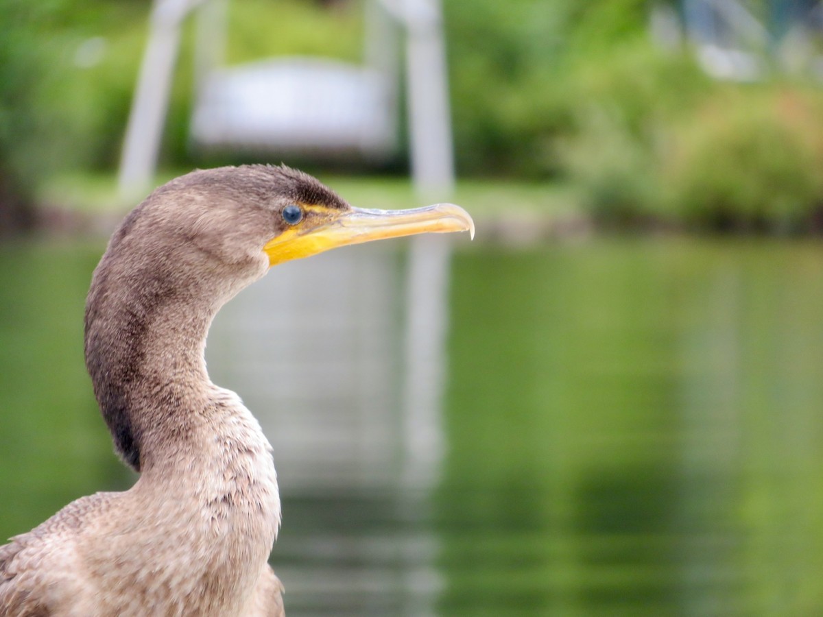 Cormoran à aigrettes - ML259228911