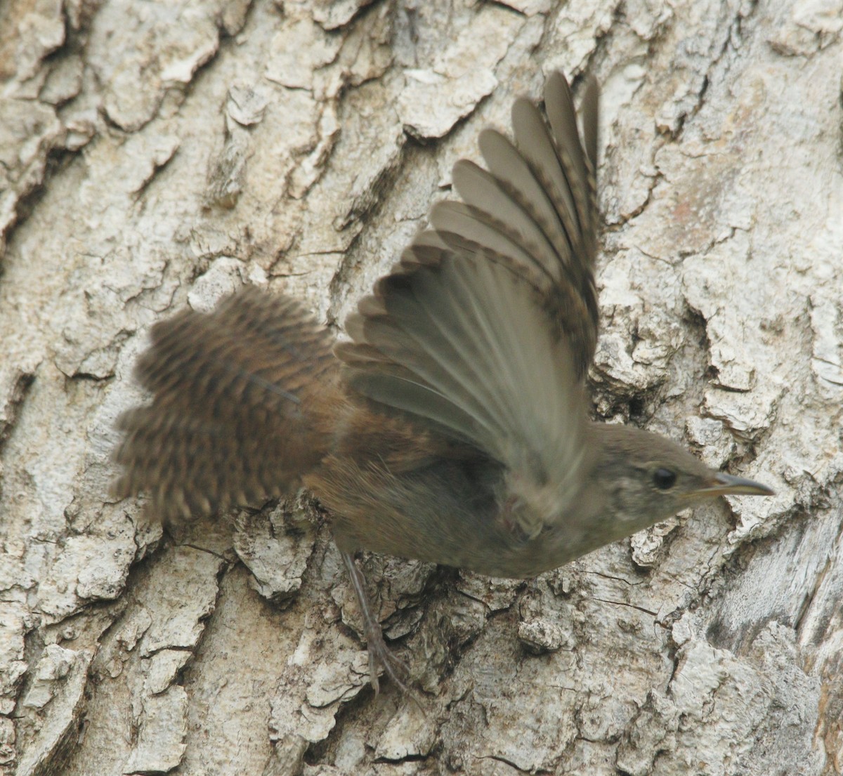 House Wren (Northern) - ML259230631