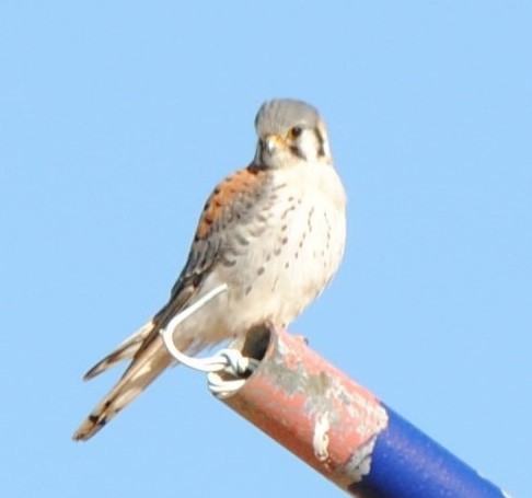 American Kestrel - ML259230971