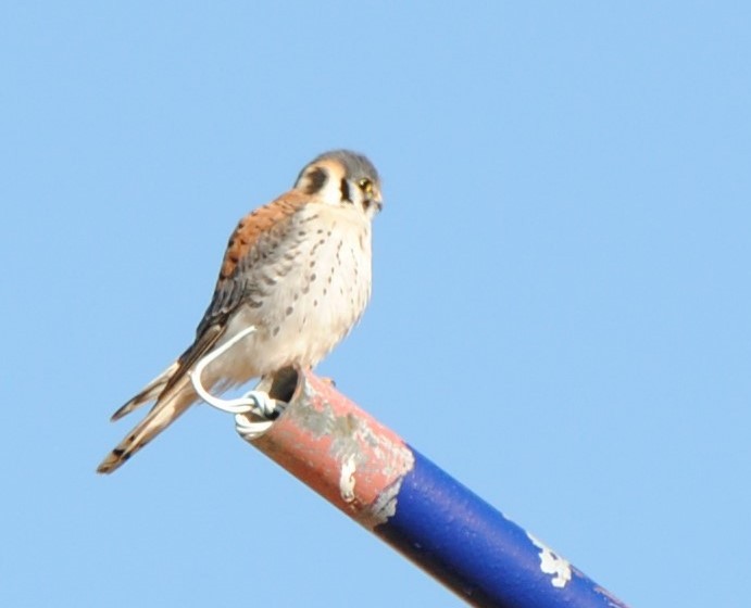 American Kestrel - ML259231031