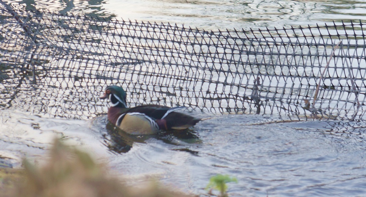 Wood Duck - ML25923191