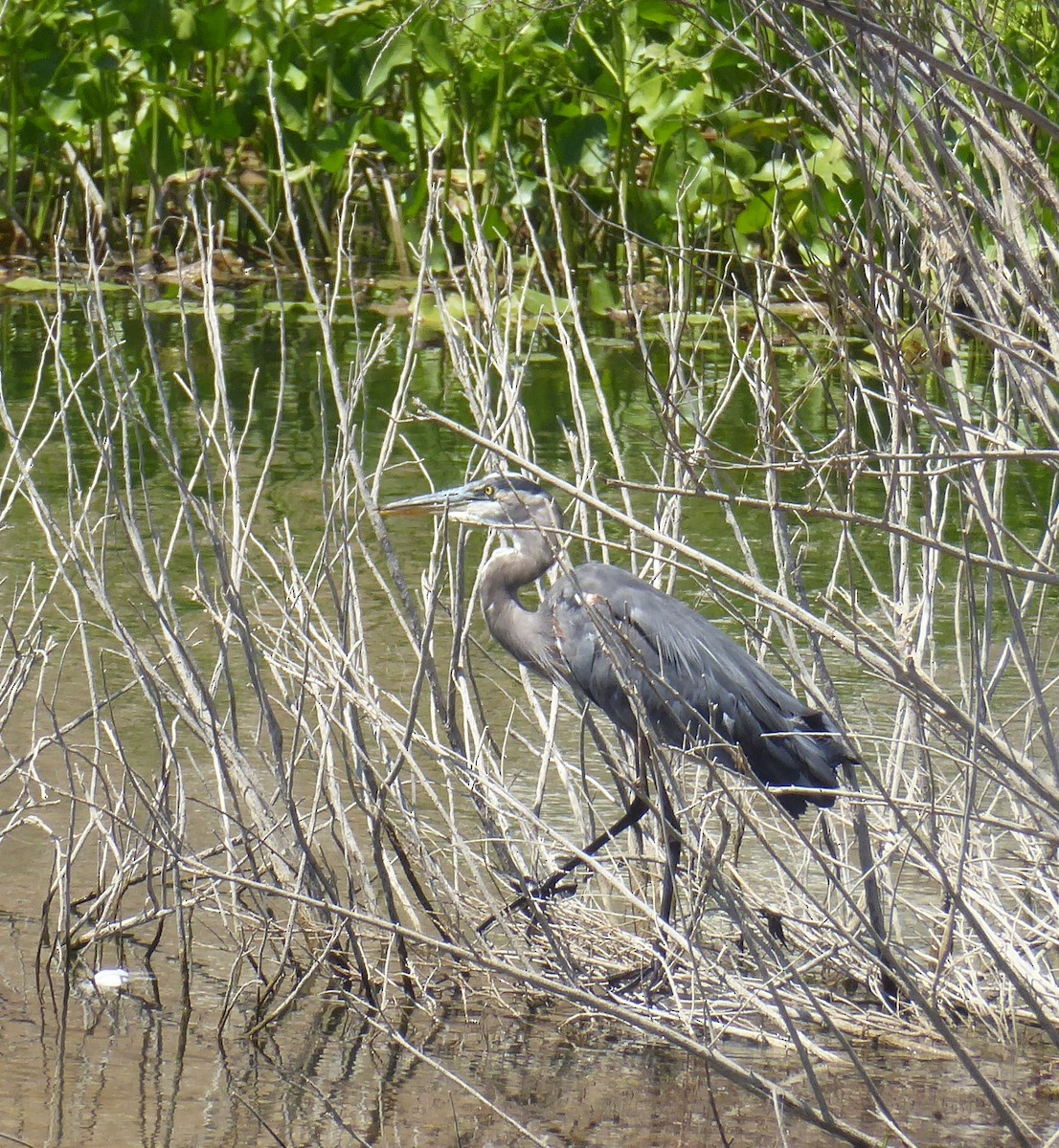 Garza Azulada - ML259233451