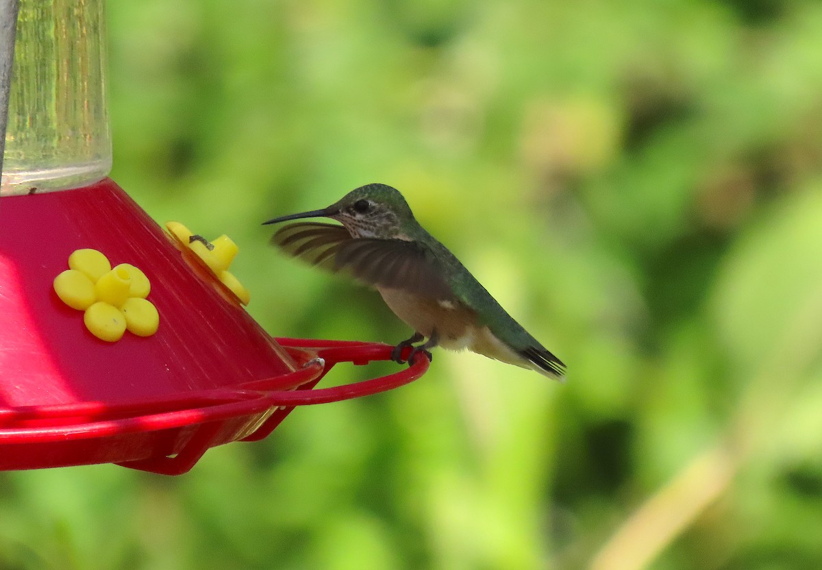 Calliope Hummingbird - ML259234751