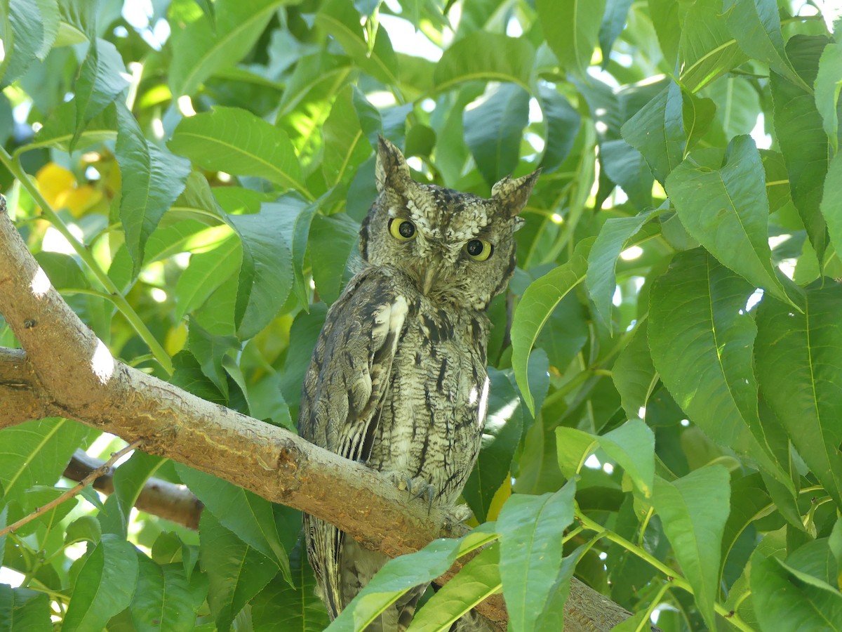 Western Screech-Owl - Nolan Clements