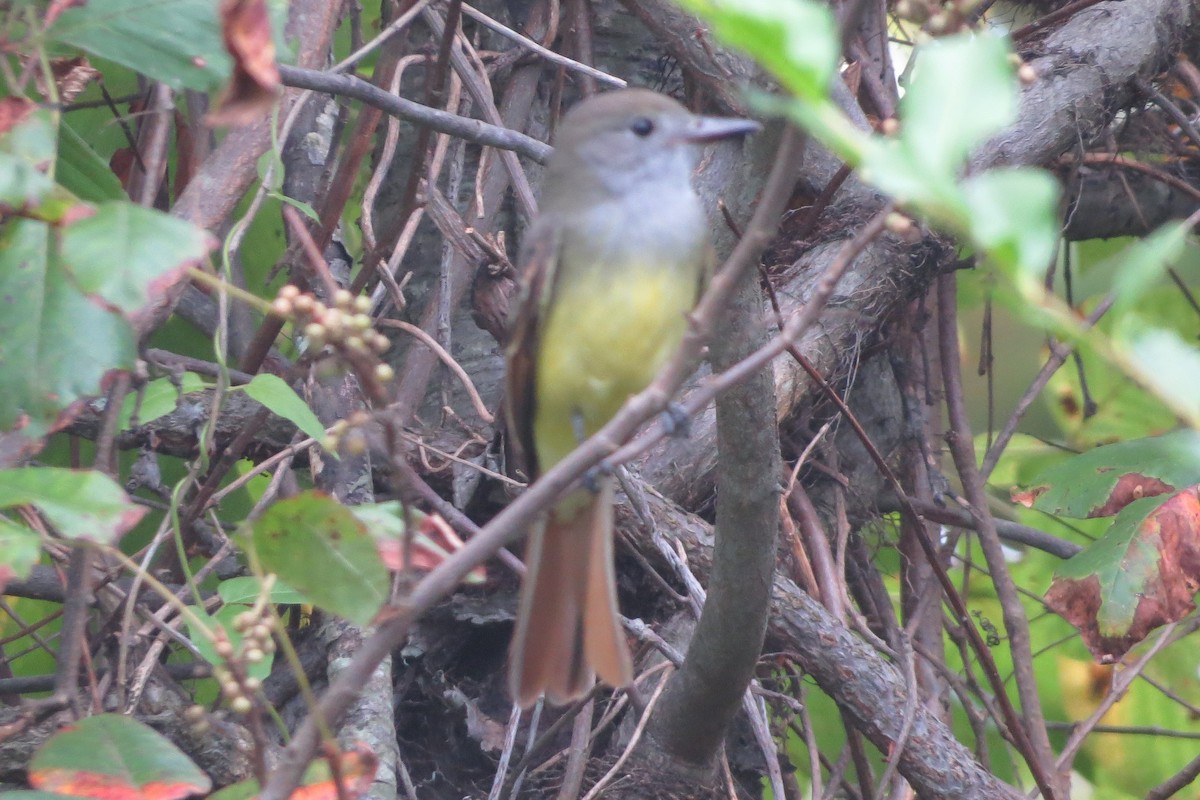Great Crested Flycatcher - ML259236751