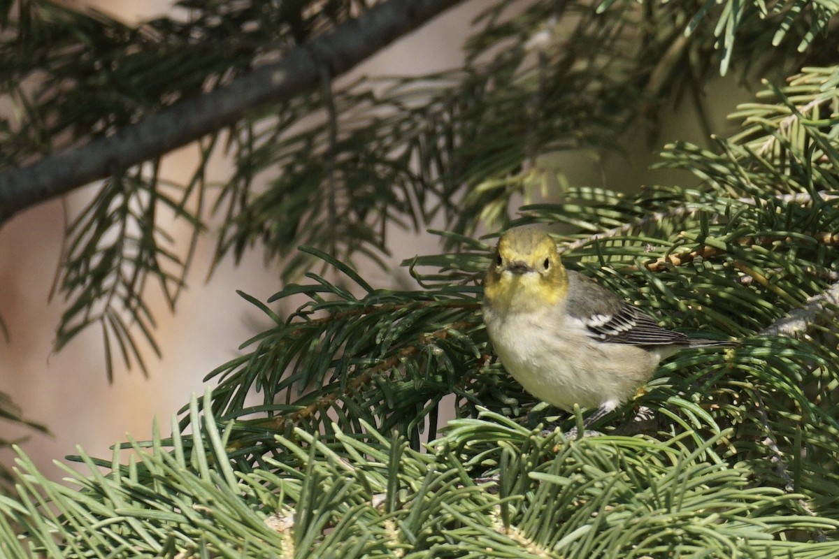 Hermit Warbler - ML259238131