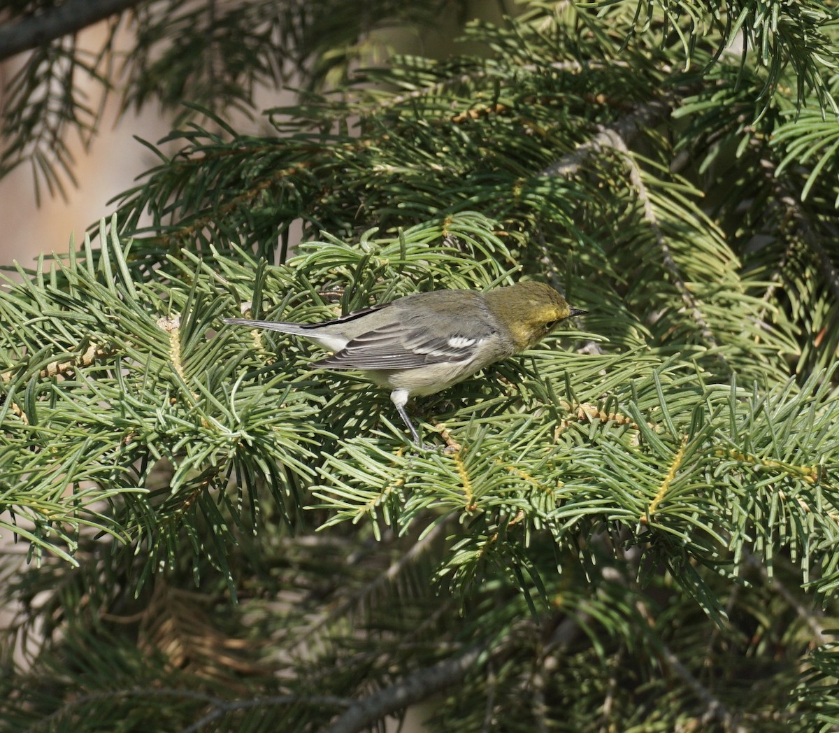 Hermit Warbler - ML259238141