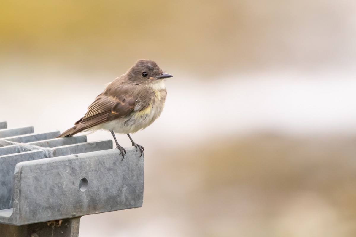 Eastern Phoebe - ML259238391