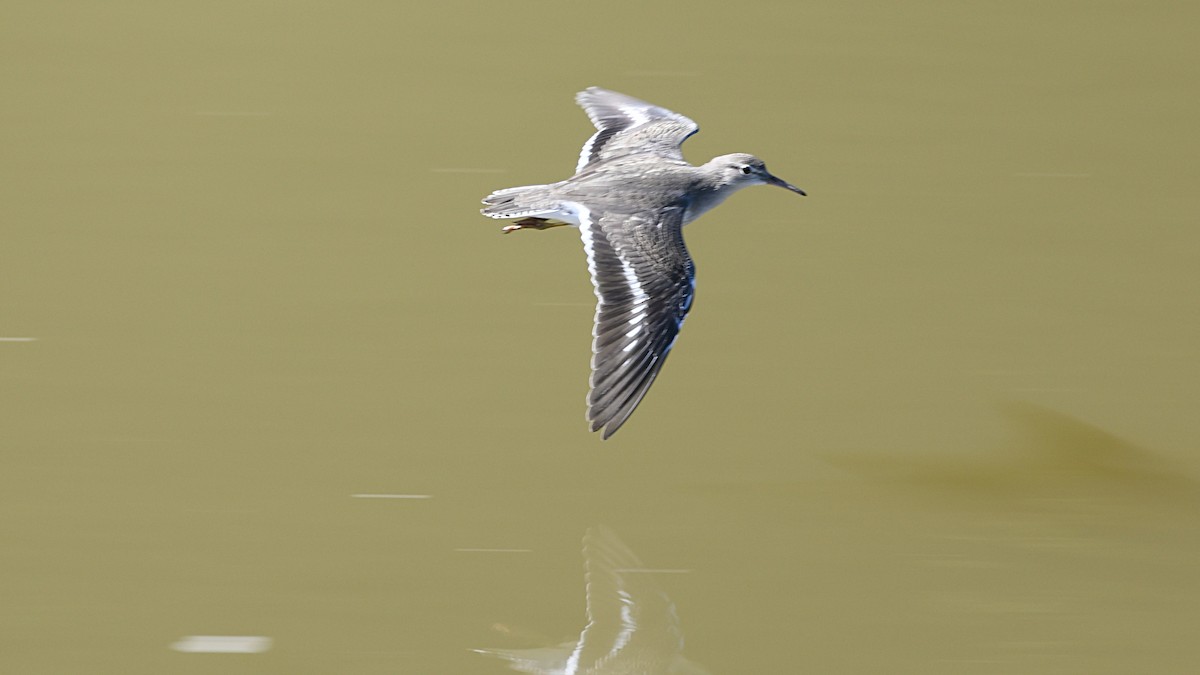 Spotted Sandpiper - ML259239781