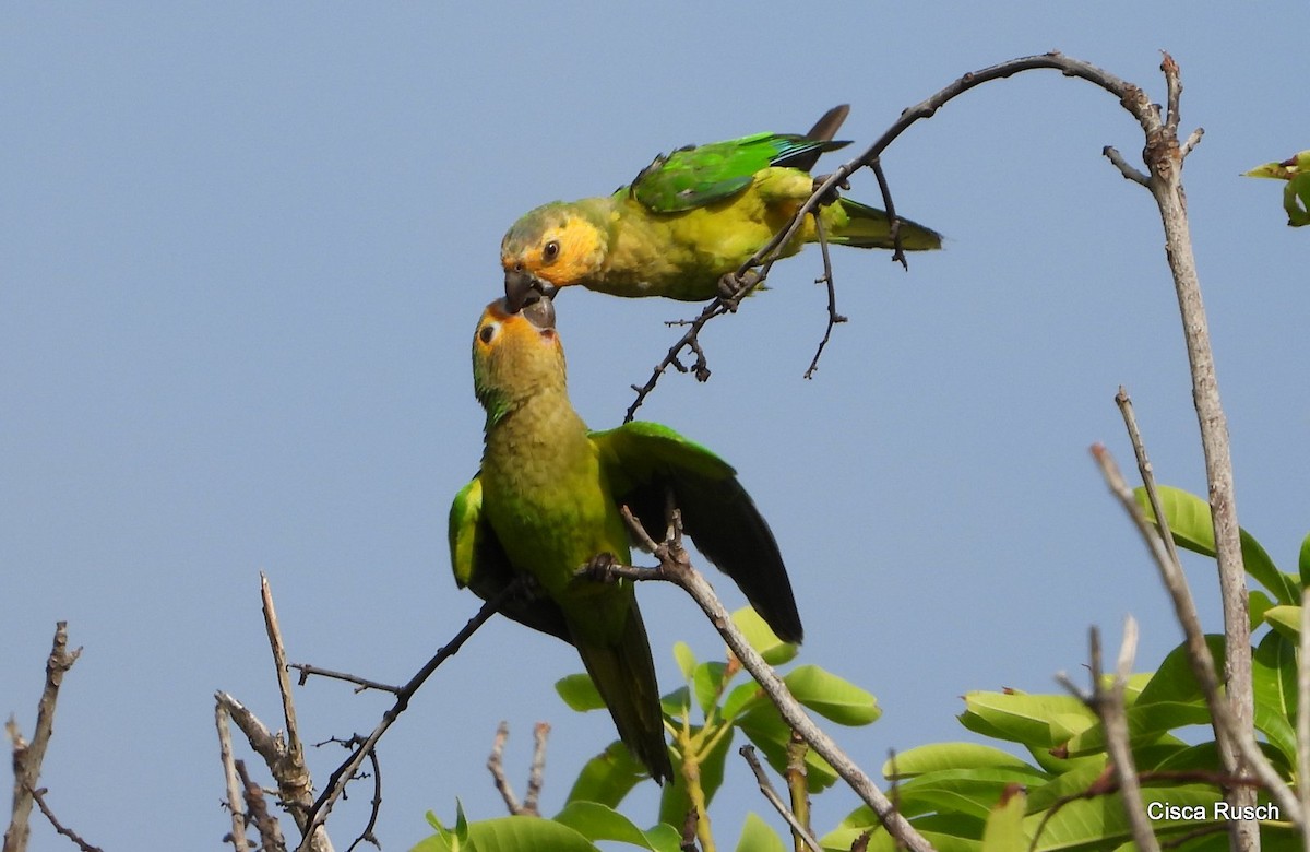 Brown-throated Parakeet - Cisca  Rusch