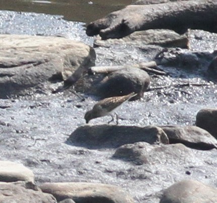 Baird's Sandpiper - ML259241931