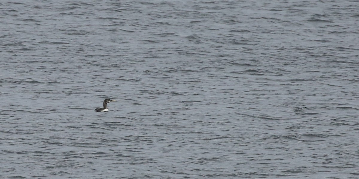 Plongeon à bec blanc - ML259244321