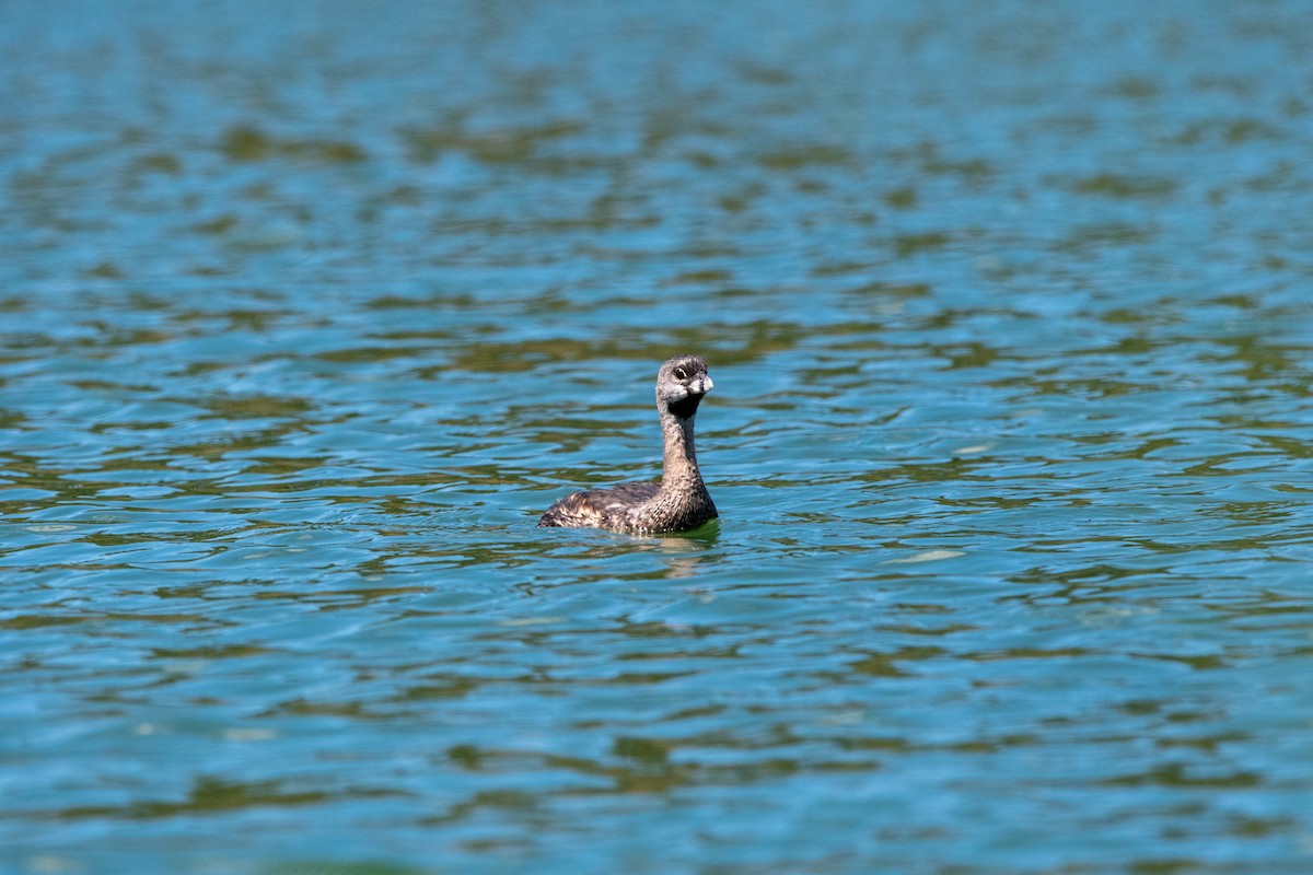 Pied-billed Grebe - Alexandre Guerreiro