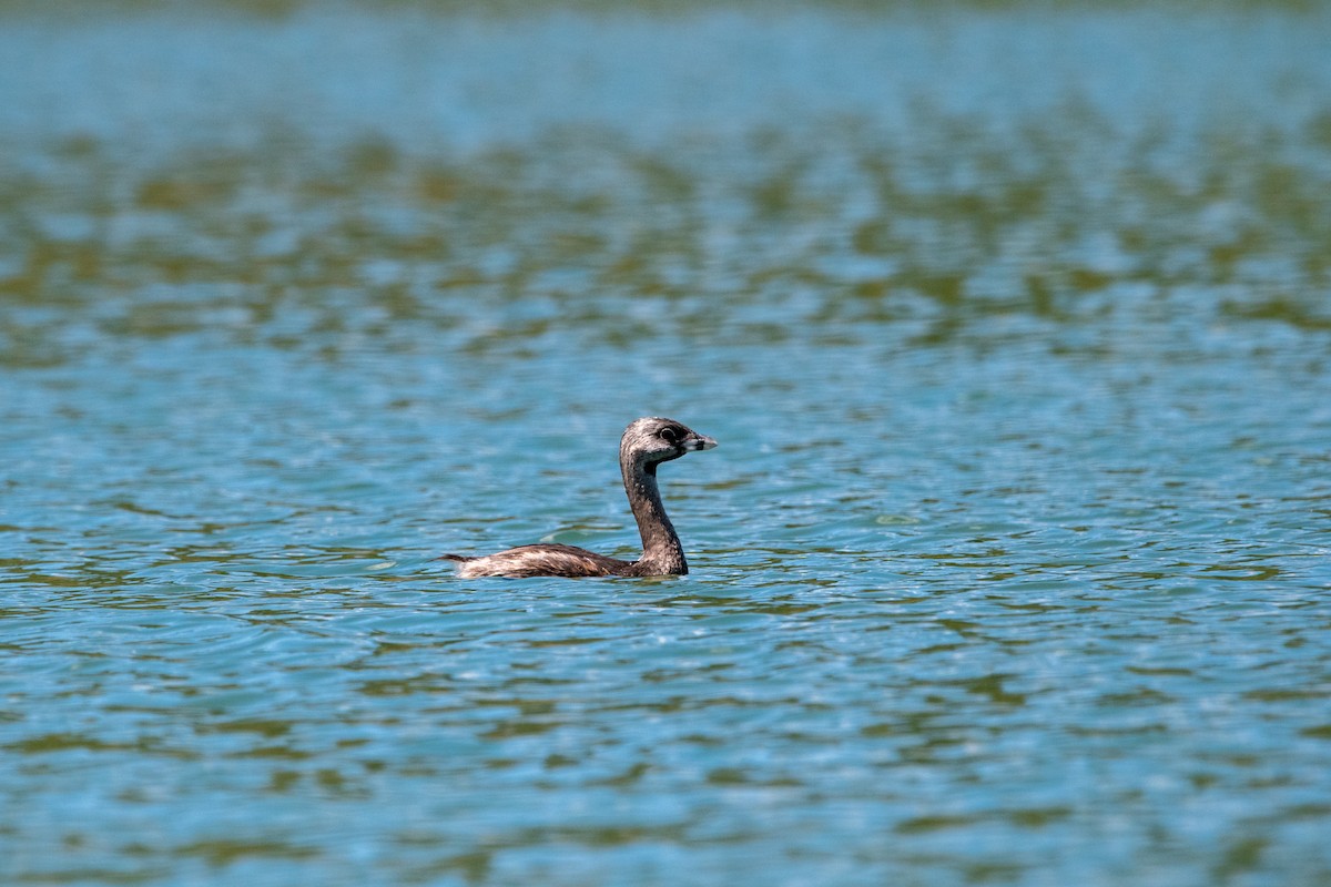 Pied-billed Grebe - Alexandre Guerreiro