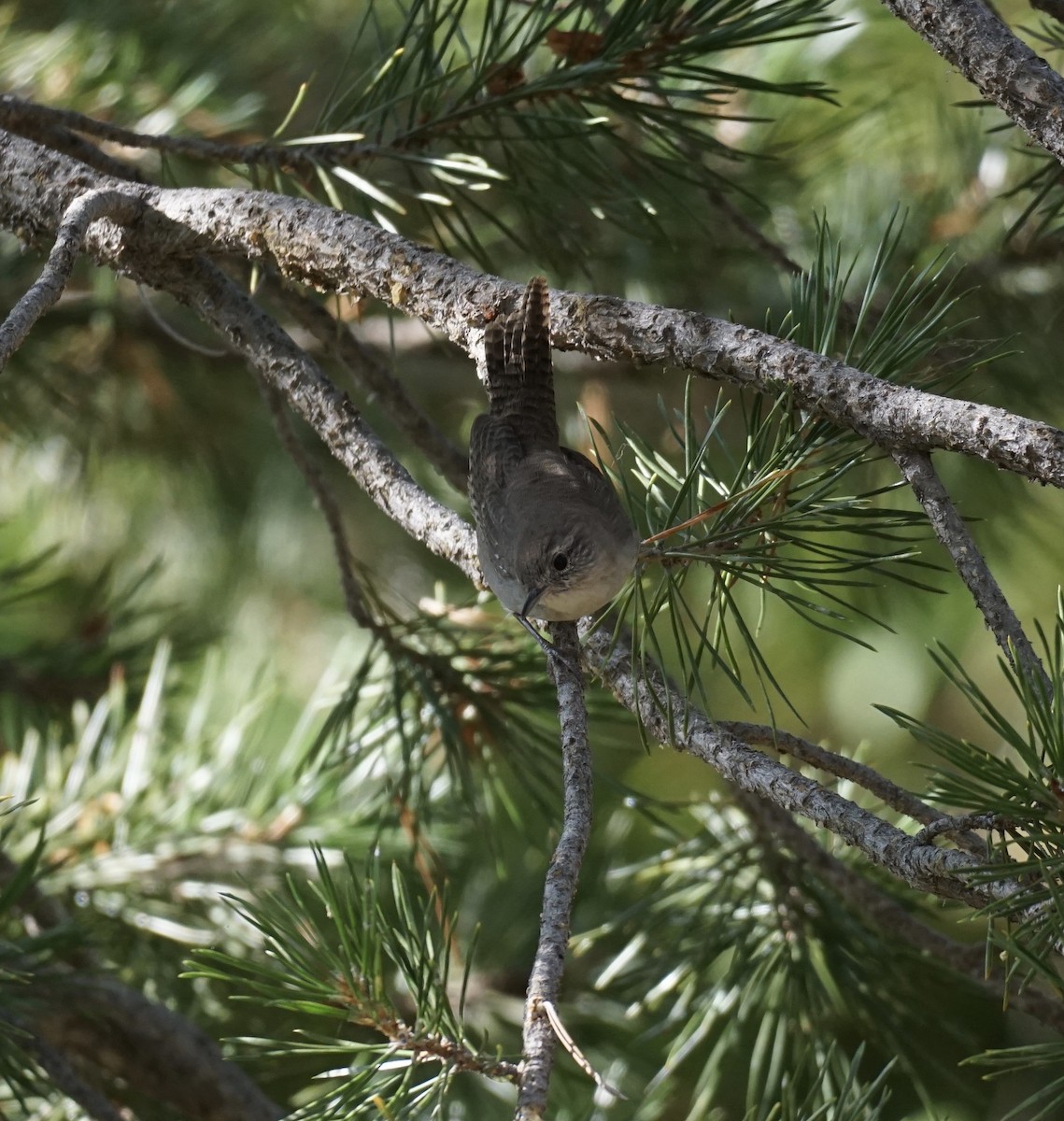 House Wren - ML259245021