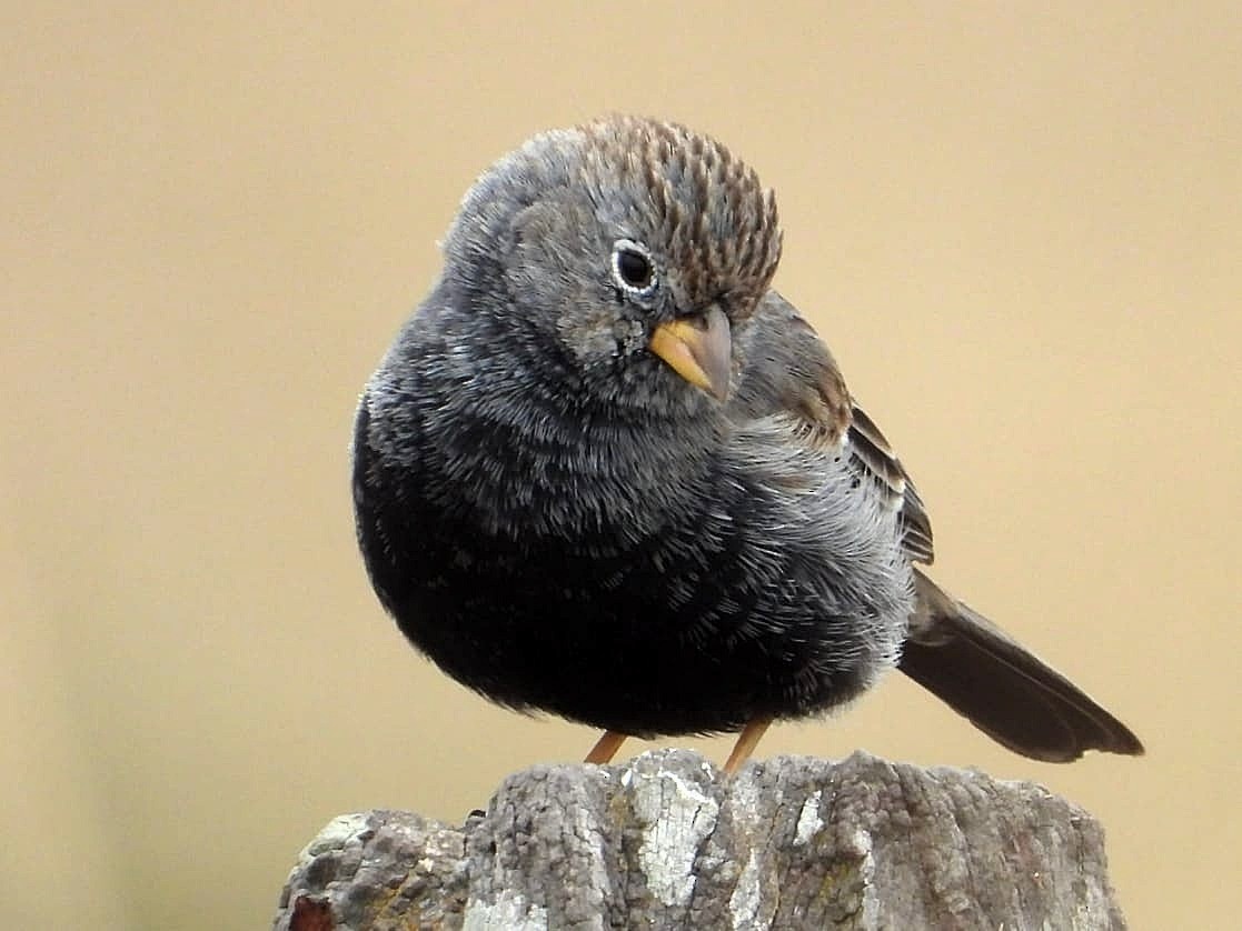 Carbonated Sierra Finch - ML259248391