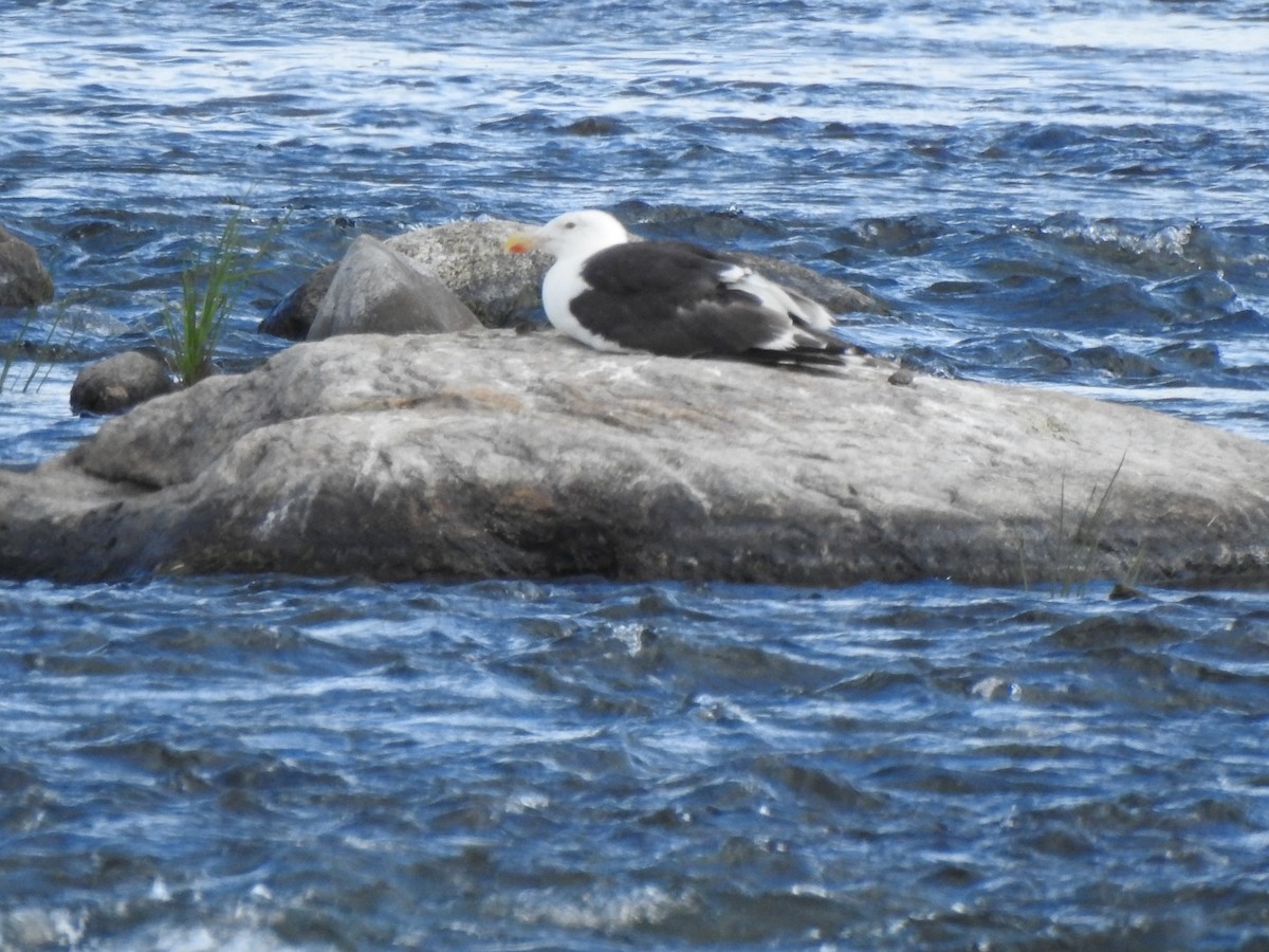 Great Black-backed Gull - ML259248541