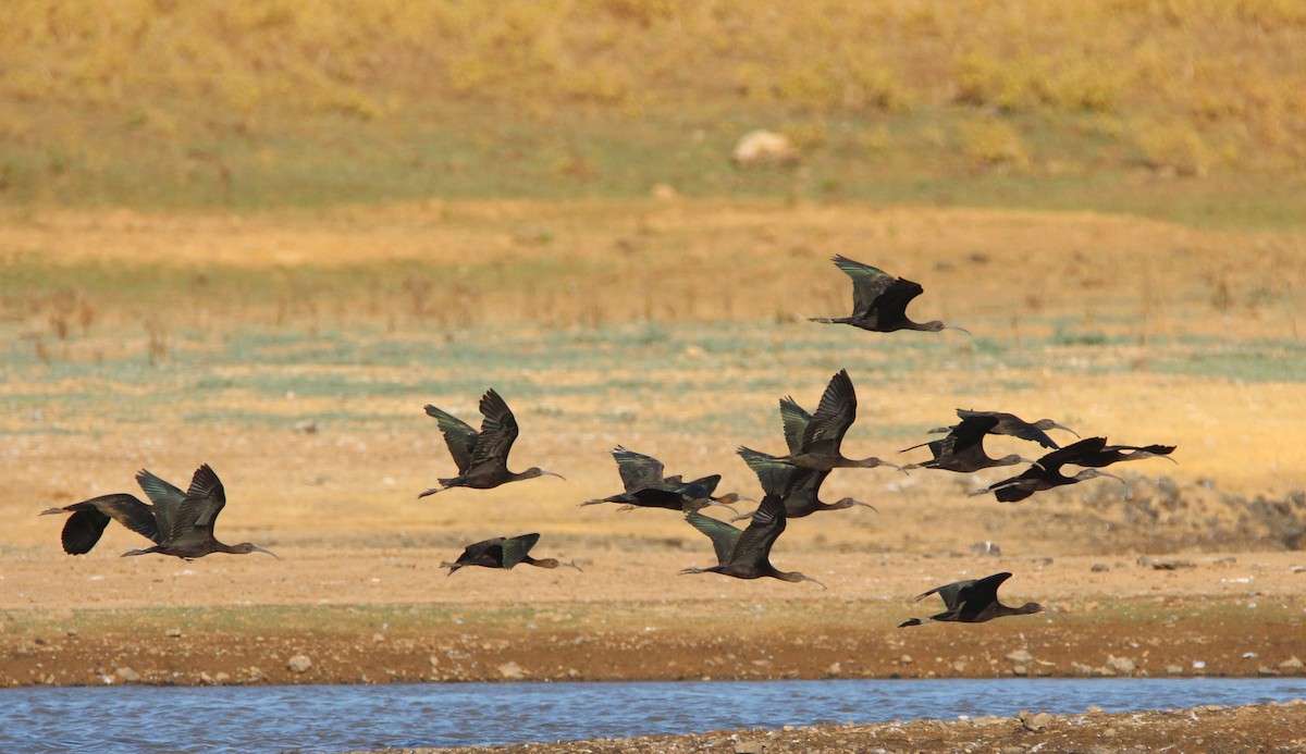 Beltzaran arrunta - ML259249221