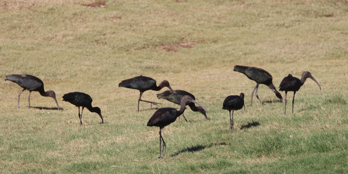 Beltzaran arrunta - ML259249231