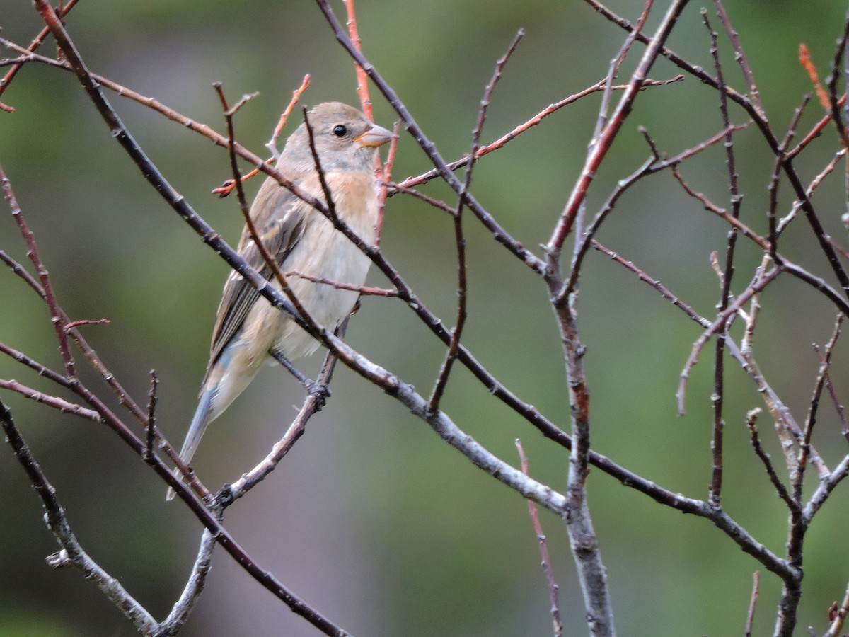 Passerin azuré - ML259250641