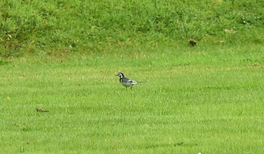 White Wagtail (British) - ML259251091