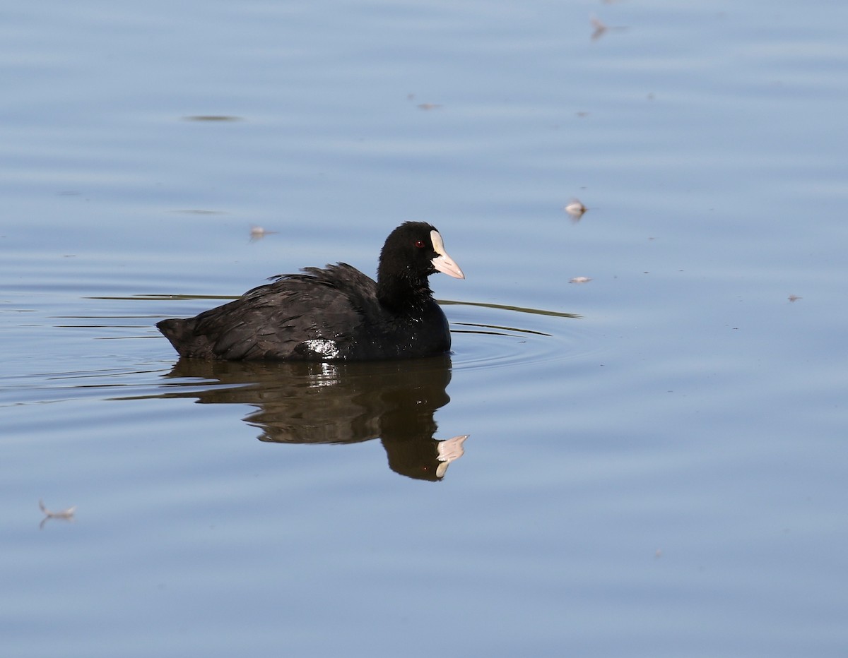 Eurasian Coot - ML259251181