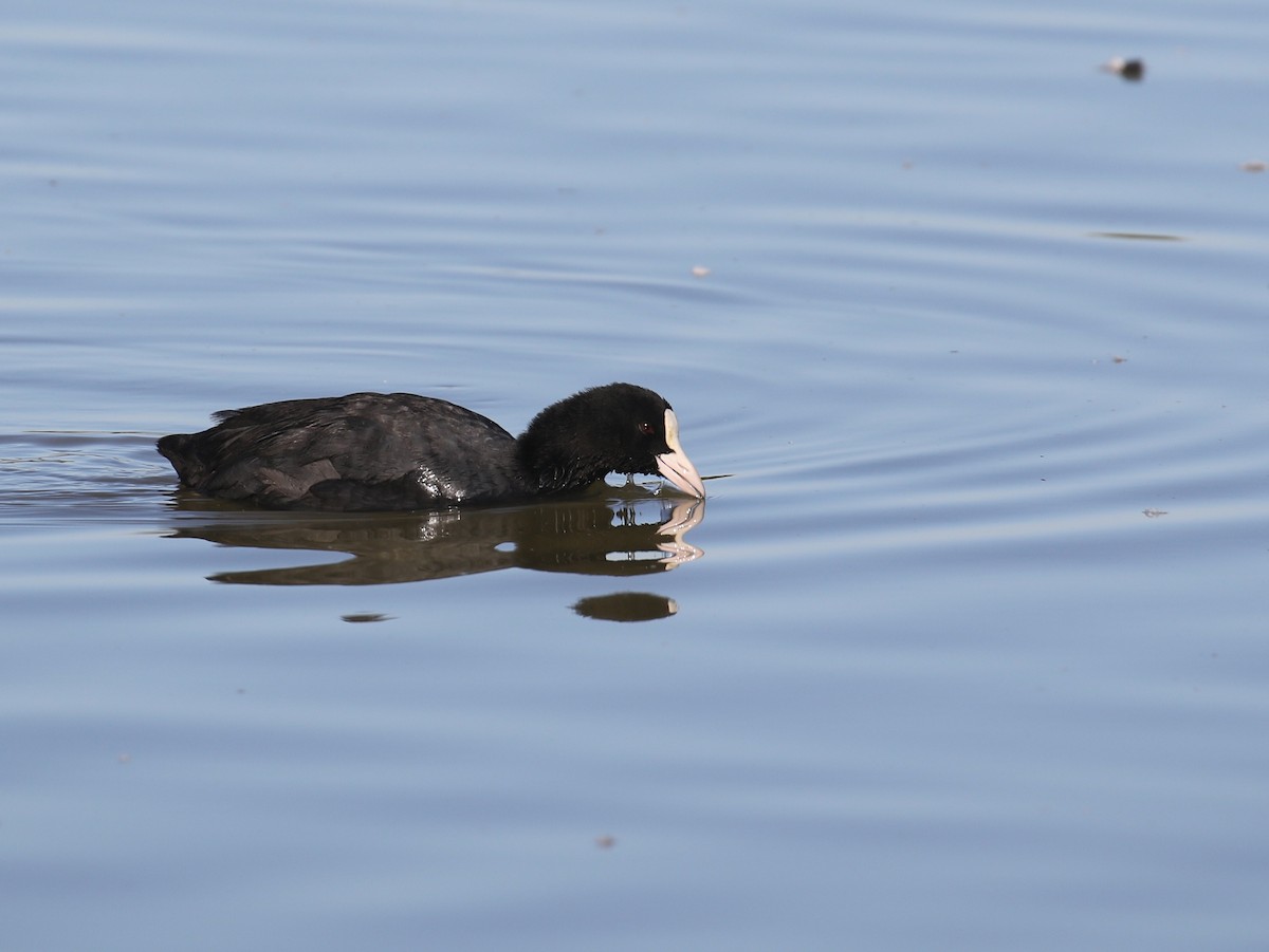 Eurasian Coot - ML259251191