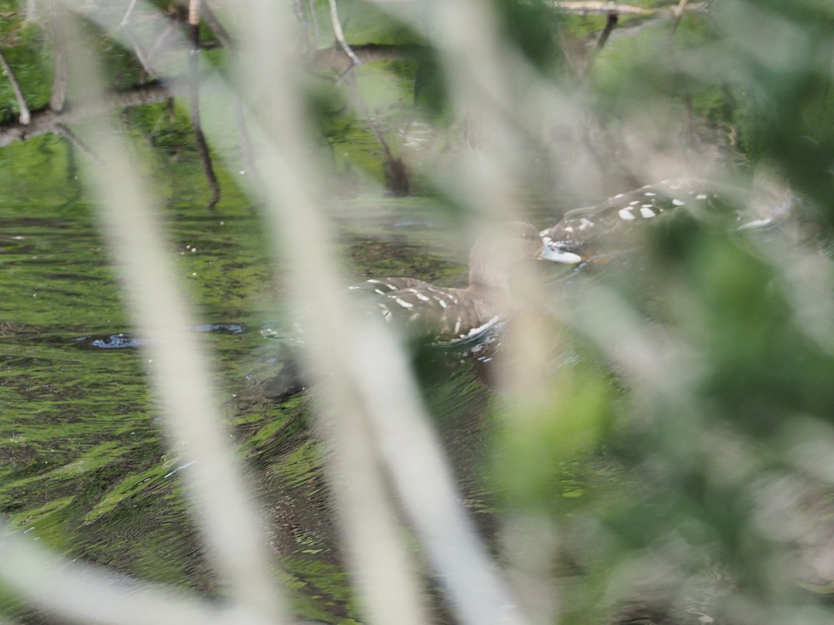 African Black Duck - ML259252191