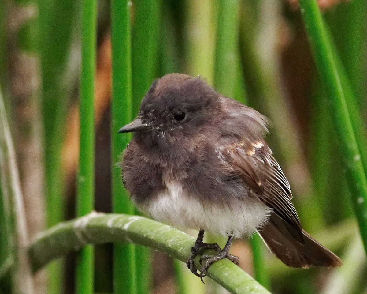 Black Phoebe - ML259253021