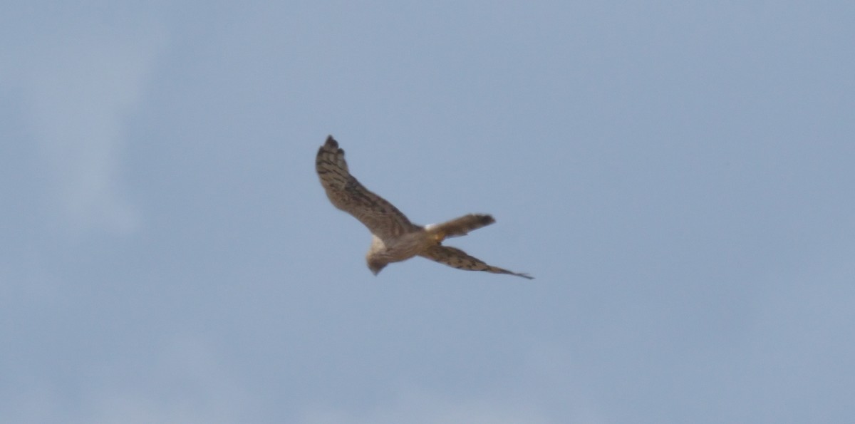 Montagu's Harrier - ML259253461