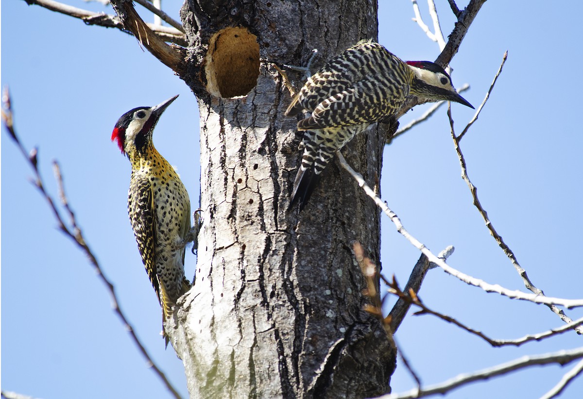 Green-barred Woodpecker - ML259254661