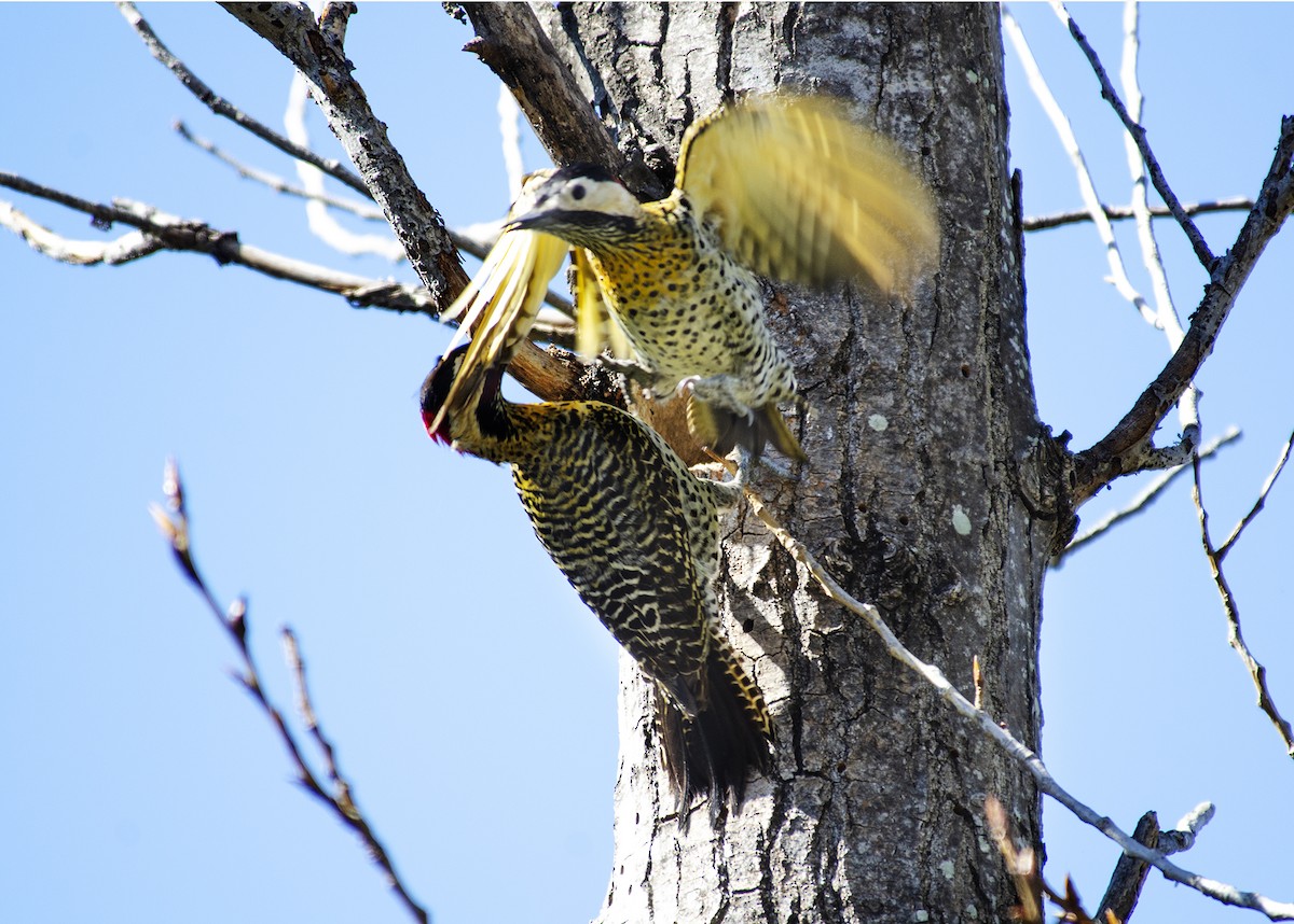Green-barred Woodpecker - ML259254671