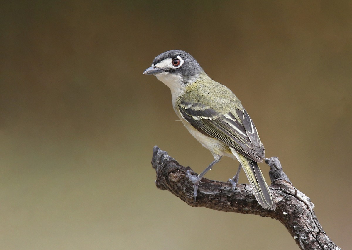 Black-capped Vireo - Laura Keene