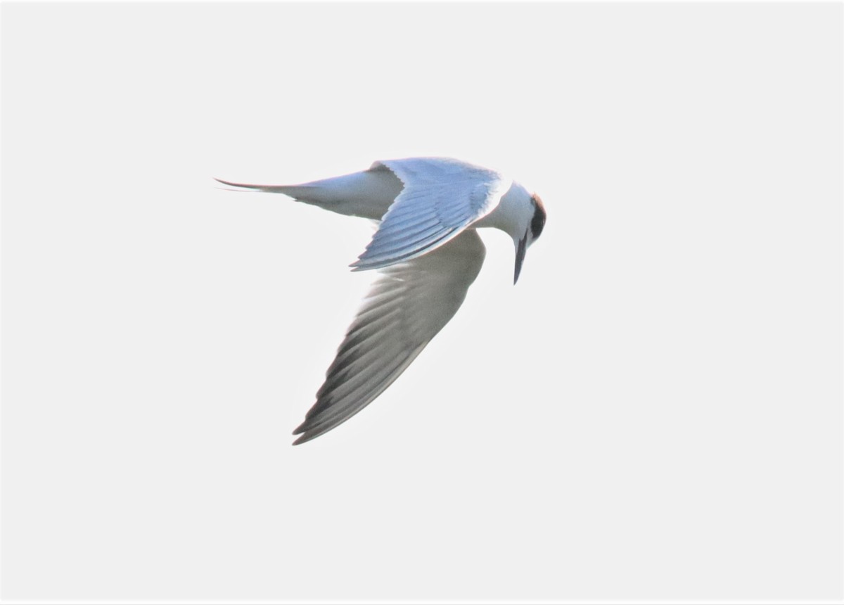 Forster's Tern - ML259254841