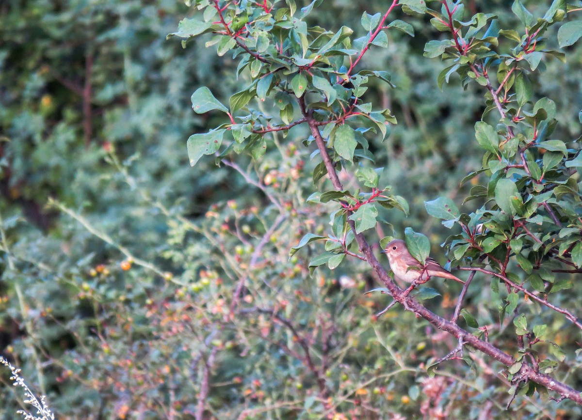 Common Redstart - ML259255381