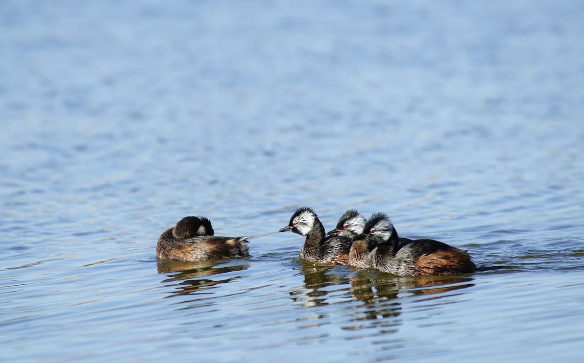 White-tufted Grebe - ML259255581